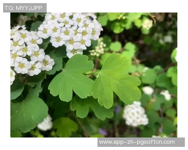 pg游戏赏金船长视频-PG游戏赏金船长视频探索与分享-pg游戏赏金船长视频